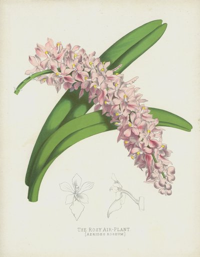 The Rosy Air-Plant, Aerides Roseum av English School